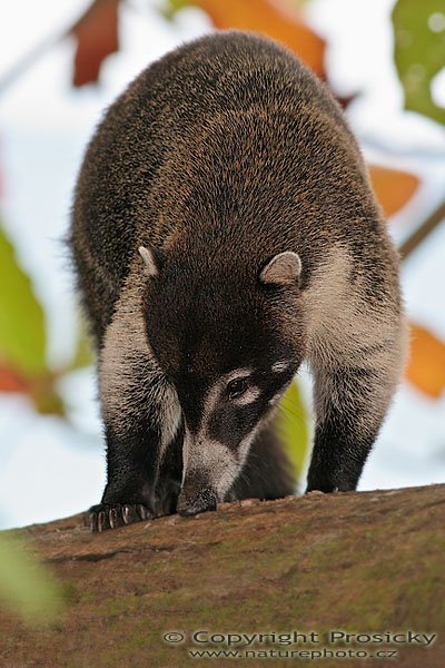 Nosál bělonosý (Nasua narica), Nosál bělonosý (Nasua narica), White-nosed Coati, Autor: Ondřej Prosický, Model aparátu: Canon EOS 20D, Objektiv Canon EF 400mm f/5.6 L USM, stativ Gitzo 1227 + 1377M, Clona: 7.10, Doba expozice: 1/250 s, ISO: 400, Kompenzace expozice: 0, Blesk: Ano, Vytvořeno: 18. prosince 2005 16:11:21, NP Manuel Antonio (Kostarika) 