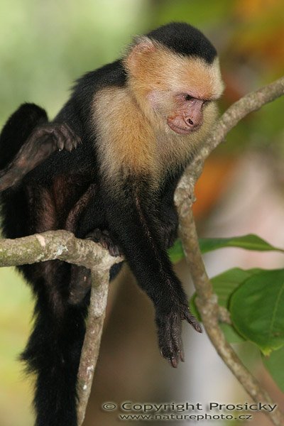 Malpa kapucínská (Cebus capucinus), Malpa kapucínská (Cebus capucinus), White-throated Capuchin, Autor: Ondřej Prosický, Model aparátu: Canon EOS 20D, Objektiv Canon EF 400mm f/5.6 L USM, stativ Gitzo 1227 + 1377M, Clona: 7.10, Doba expozice: 1/250 s, ISO: 400, Kompenzace expozice: 0, Blesk: Ano (externí Sigma EF-500 DG Super, -2/3 EV), Vytvořeno: 18. prosince 2005 16:06:23, NP Manuel Antonio (Kostarika) 
