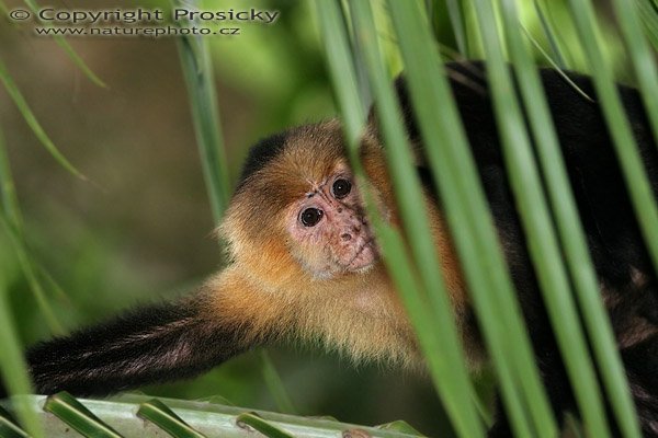 Malpa kapucínská (Cebus capucinus), Malpa kapucínská (Cebus capucinus), White-throated Capuchin, Autor: Ondřej Prosický, Model aparátu: Canon EOS 20D, Objektiv Canon EF 400mm f/5.6 L USM, stativ Gitzo 1227 + 1377M, Clona: 7.10, Doba expozice: 1/250 s, ISO: 800, Kompenzace expozice: 0, Blesk: Ano (externí Sigma EF-500 DG Super, -2/3 EV), Vytvořeno: 18. prosince 2005 16:35:11, NP Manuel Antonio (Kostarika) 
