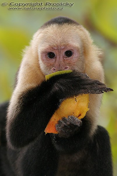 Malpa kapucínská (Cebus capucinus), Malpa kapucínská (Cebus capucinus), White-throated Capuchin, Autor: Ondřej Prosický, Model aparátu: Canon EOS 20D, Objektiv: Canon EF 400mm f/5.6 L USM, stativ Gitzo 1227 + 1377M, Clona: 7.10, Doba expozice: 1/250 s, ISO: 400, Kompenzace expozice: 0, Blesk: Ano, Vytvořeno: 18. prosince 2005 16:04:48, NP Manuel Antonio (Kostarika) 
