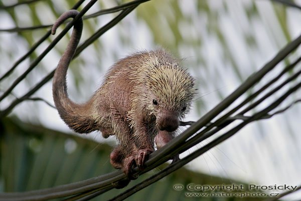 Urzoun ??? (Coendu mexicanus), Urzoun ??? (Coendu mexicanus), Mexican Prehensile-tailed Porcupine, Autor: Ondřej Prosický, Model: Canon EOS 20D, Objektiv Canon EF 400mm f/5.6 L USM, stativ Gitzo 1227 + 1377M, Clona: 8.00, Doba expozice: 1/250 s, ISO: 800, Kompenzace expozice: 0, Blesk: Ano, Vytvořeno: 18. prosince 2005 17:20:18, NP Manuel Antonio (Kostarika) 