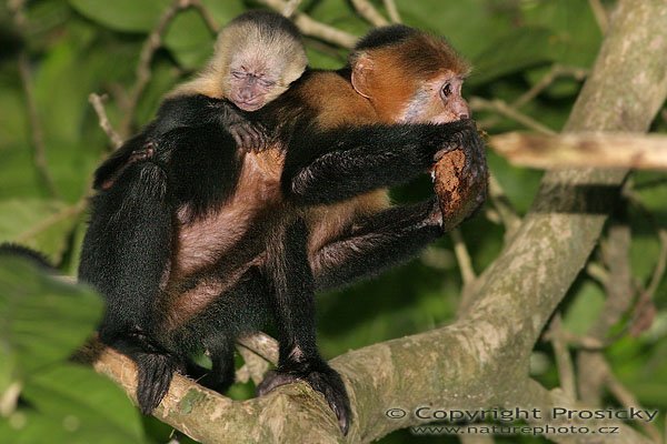 Malpa kapucínská (Cebus capucinus), s mládětem, Malpa kapucínská (Cebus capucinus), White-throated Capuchin, Autor: Ondřej Prosický, Model: Canon EOS 20D, Objektiv Canon EF 400mm f/5.6 L USM, stativ Gitzo 1227 + 1377M, Clona: 7.10, Doba expozice: 1/250 s, ISO: 800, Kompenzace expozice: 0, Blesk: Ano, Vytvořeno: 18. prosince 2005 16:37:12, NP Manuel Antonio (Kostarika) 