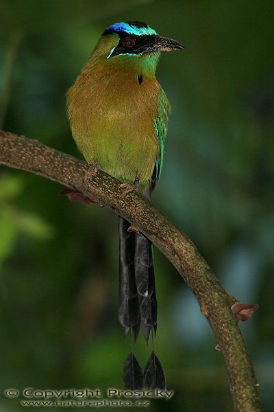 Momot černolící (Momotus momota), Momot černolící (Momotus momota), Blue-crowned Motmot, Autor: Ondřej Prosický, Model: Canon EOS 20D, Objektiv Canon EF 400mm f/5.6 L USM, stativ Gitzo 1227 + 1377M, Režim měření expozice: Vzorek, Clona: 6.30, Doba expozice: 1/60 s, ISO: 400, Kompenzace expozice: 0, Blesk: Ano, Vytvořeno: 18. prosince 2005 9:58:13, NP Manuel Antonio (Kostarika) 
