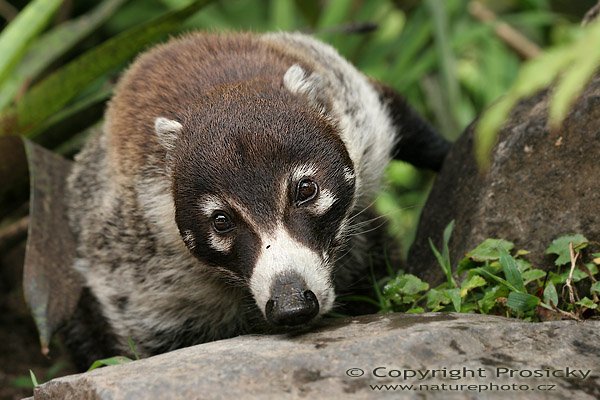 Nosál bělonosý (Nasua narica), Nosál bělonosý (Nasua narica), White-nosed Coati, Autor: Ondřej Prosický, Model aparátu: Canon EOS 20D, Objektiv Canon EF 100mm f/2.8 Macro USM, Přepočtené ohnisko: 600 mm, fotografováno z ruky, Clona: 5,6, Doba expozice: 1/250 s, ISO: 200, Kompenzace expozice: 0, Blesk: ne, Vytvořeno: 22. prosince 2005 16:35, RBBN Monteverde (Kostarika) 