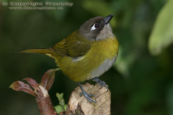 Tangara bělouchá (Chlorospingus ophthalmicus), Tangara bělouchá (Chlorospingus ophthalmicus), Common Bush-Tanager, Autor: Ondřej Prosický, Model aparátu: Canon EOS 20D, Objektiv Canon EF 400mm f/5.6 L USM, Přepočtené ohnisko: 640 mm, stativ Gitzo 1227 + 1377M, Clona: 6.30, Doba expozice: 1/250 s, ISO: 400, Kompenzace expozice: 0, Blesk: Ano (externí Sigma EF-500 DG Super, -2/3 EV), Vytvořeno: 21. prosince 2005 14:51, RBBN Monteverde (Kostarika) 