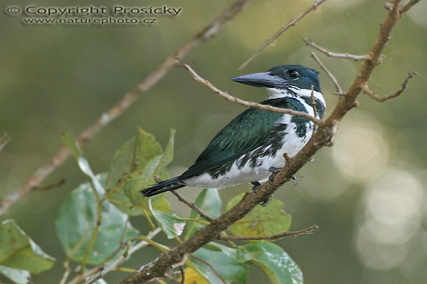 Rybařík amazonský (Chloroceryle amazona), Rybařík amazonský (Chroloceryle amazona), Amazon Kingfisher, Autor: Ondřej Prosický, Model aparátu: Canon EOS 20D, Objektiv Canon EF 400mm f/5.6 L USM, Přepočtené ohnisko: 640 mm, stativ Gitzo 1227 + 1377M, Clona: 6.30, Doba expozice: 1/80 s, ISO: 400, Kompenzace expozice: 0, Blesk: ne, Vytvořeno: 25. prosince 2005 7:28, řeka Rio Fío, RNVS Cano Negro (Kostarika) 