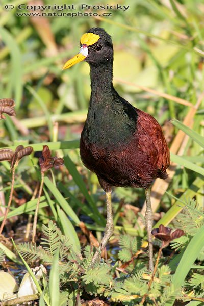 Ostnák trnitý (Jacana spinosa), Ostnák trnitý (Jacana spinosa), Northern Jacana, Autor: Ondřej Prosický, Model aparátu: Canon EOS 20D, Objektiv: Canon EF 400mm f/5.6 L USM, Přepočtené ohnisko: 640 mm, stativ Gitzo 1227 + 1377M, Clona: 7.10, Doba expozice: 1/100 s, ISO: 100, Kompenzace expozice: 0, Blesk: ne, Vytvořeno: 18. prosince 2005 8:21, NP Palo Verde (Kostarika) 