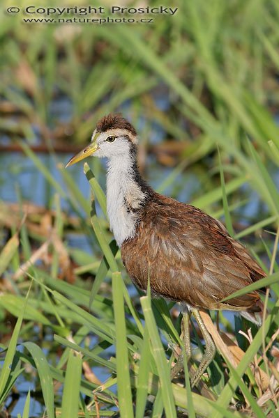 Ostnák trnitý (Jacana spinosa), nedospělý, Ostnák trnitý (Jacana spinosa), Northern Jacana, Autor: Ondřej Prosický, Model aparátu: Canon EOS 20D, Objektiv: Canon EF 400mm f/5.6 L USM, Přepočtené ohnisko: 640 mm, stativ Gitzo 1227 + 1377M, Clona: 8.00, Doba expozice: 1/160 s, ISO: 100, Kompenzace expozice: 0, Blesk: Ano (externí Sigma EF-500 DG Super, -2/3 EV), Vytvořeno: 18. prosince 2005 16:35, NP Palo Verde (Kostarika)