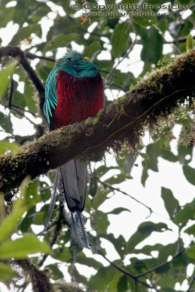 Kvesal chocholatý (Pharomachrus mocinno), sameček, Kvesal chocholatý (Pharomachrus mocinno), Resplendent Quetzal, Autor: Ondřej Prosický, Model aparátu: Canon EOS 20D, Objektiv Canon EF 400mm f/5.6 L USM, Přepočtené ohnisko: 640 mm, stativ Gitzo 1227 + 1377M, Clona: 7.10, Doba expozice: 1/80 s, ISO: 200, Kompenzace expozice: +1 EV, Blesk: Ano (externí Sigma EF-500 DG Super, -2/3 EV), Vytvořeno: 23. prosince 2005 9:23, RBBN Monteverde (Kostarika)