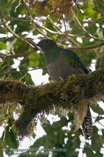 Kvesal chocholatý (Pharomachrus mocinno), samička, Kvesal chocholatý (Pharomachrus mocinno), Resplendent Quetzal, Autor: Ondřej Prosický, Model aparátu: Canon EOS 20D, Objektiv Canon EF 400mm f/5.6 L USM, Přepočtené ohnisko: 640 mm, stativ Gitzo 1227 + 1377M, Clona: 8.00, Doba expozice: 1/125 s, ISO: 400, Kompenzace expozice: 0, Blesk: Ano (externí Sigma EF-500 DG Super, -2/3 EV), Vytvořeno: 23. prosince 2005 15:57, RBBN Monteverde (Kostarika)