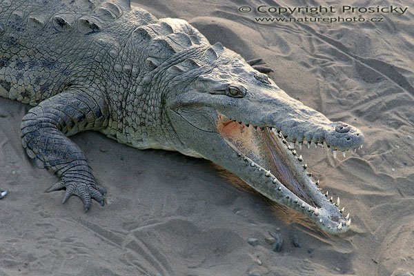 Krokodýl americký (Crocodylus acutus), Krokodýl americký (Crocodylus acutus), American Crocodile, Autor: Ondřej Prosický, Model aparátu: Canon EOS 20D, Objektiv: Canon EF 400mm f/5.6 L USM, Přepočtené ohnisko: 640 mm, stativ Gitzo 1227 + 1377M, Clona: 11.0, Doba expozice: 1/50 s, ISO: 400, Kompenzace expozice: 0, Blesk: ne, Vytvořeno: 19. prosince 2005 17:55, řeka Río Tarcoles, NP Carara (Kostarika)