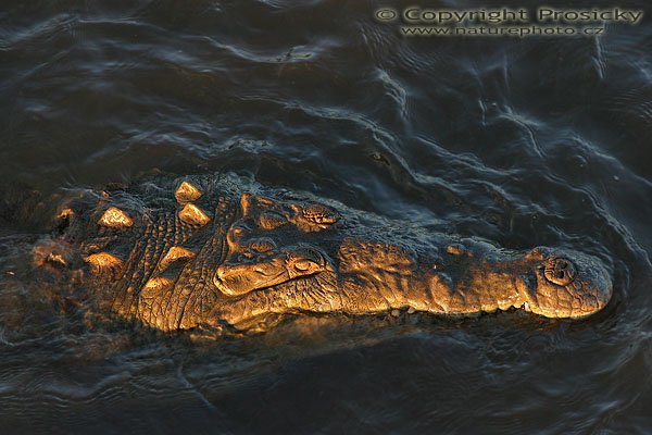 Krokodýl americký (Crocodylus acutus), Krokodýl americký (Crocodylus acutus), American Crocodile, Autor: Ondřej Prosický, Model aparátu: Canon EOS 20D, Objektiv Canon EF 400mm f/5.6 L USM, Přepočtené ohnisko: 640 mm, stativ Gitzo 1227 + 1377M, Clona: 6.30, Doba expozice: 1/200 s, ISO: 800, Kompenzace expozice: -1/3, Blesk: ne, Vytvořeno: 19. prosince 2005 18:01, řeka Rio Tarcoles, NP Carara (Kostarika)