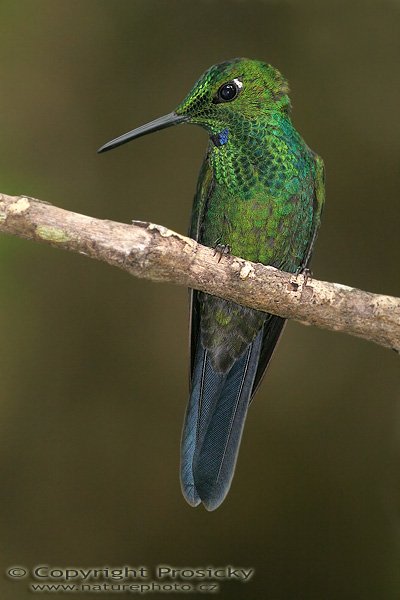 Kolibřík zelenotemenný (Heliodoxa jacula), sameček, Kolibřík zelenotemenný (Heliodoxa jacula), Green-crowned Brilliant, Autor: Ondřej Prosický, Model aparátu: Canon EOS 20D, Objektiv Canon EF 400mm f/5.6 L USM, Přepočtené ohnisko: 640 mm, stativ Gitzo 1227 + 1377M, Clona: 6.30, Doba expozice: 1/200 s, ISO: 400, Kompenzace expozice: 0, Blesk: Ano (externí Sigma EF-500 DG Super, -1 EV), Vytvořeno: 21. prosince 2005 14:21, RBBN Monteverde (Kostarika) 