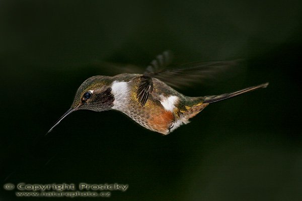 Kolibřík běloskvrnný (Calliphlox bryantae), Kolibřík běloskvrnný (Calliphlox bryantae), Magenta-throated Woodstar, Autor: Ondřej Prosický, Model aparátu: Canon EOS 20D, Objektiv: Canon EF 400mm f/5.6 L USM, Přepočtené ohnisko: 640 mm, stativ Gitzo 1227 + 1377M, Clona: 6.30, Doba expozice: 1/200 s, ISO: 400, Kompenzace expozice: 0, Blesk: Ano (externí Sigma EF-500 DG Super, -2/3 EV), Vytvořeno: 21. prosince 2005 14:21, RBBN Monteverde (Kostarika)