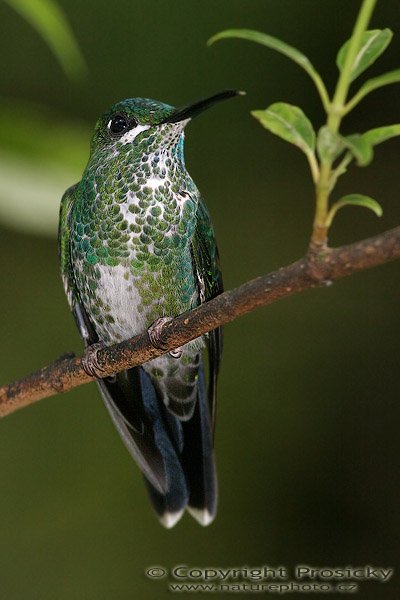 Kolibřík zelenotemenný (Heliodoxa jacula), samička, Kolibřík zelenotemenný (Heliodoxa jacula), Green-crowned Brilliant, Autor: Ondřej Prosický, Model aparátu: Canon EOS 20D, Objektiv: Canon EF 400mm f/5.6 L USM, Přepočtené ohnisko: 640 mm, stativ Gitzo 1227 + 1377M, Clona: 6.30, Doba expozice: 1/200 s, ISO: 400, Kompenzace expozice: 0, Blesk: Ano (externí Sigma EF-500 DG Super, -1 EV), Vytvořeno: 21. prosince 2005 14:20, RBBN Monteverde (Kostarika)