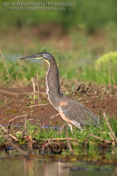 Bukač středoamerický (Tigrisoma mexicanum), Bukač středoamerický (Tigrisoma mexicanum), Bare-throated Tiger-Heron, Autor: Ondřej Prosický, Model aparátu: Canon EOS 20D, Objektiv Canon EF 400mm f/5.6 L USM, Přepočtené ohnisko: 640 mm, stativ Gitzo 1227 + 1377M, Clona: 5,60, Doba expozice: 1/160 s, ISO: 400, Kompenzace expozice: 0, Blesk: ne, Vytvořeno: 22. prosince 2005 11:59, RNVS Cano Negro (Kostarika)