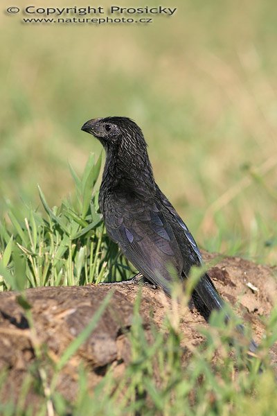 Kukačka rýhozobá (Crotophaga sulcirostris), Kukačka rýhozobá (Crotophaga sulcirostris), Groove-billed Ani, Autor: Ondřej Prosický, Model aparátu: Canon EOS 20D, Objektiv Canon EF 400mm f/5.6 L USM, Přepočtené ohnisko: 640 mm, stativ Gitzo 1227 + 1377M, Clona: 6.30, Doba expozice: 1/500 s, ISO: 100, Kompenzace expozice: 0, Blesk: Ano (externí Sigma EF-500 DG Super, -1/3 EV), Vytvořeno: 24. prosince 2005 23:44, RNVS Cano Negro (Kostarika) 