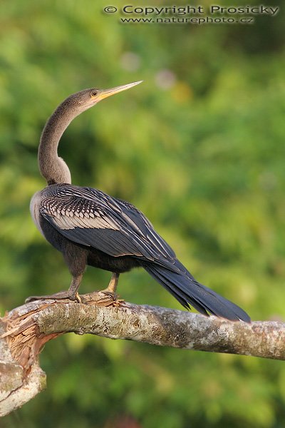 Anhinga americká (Anhinga anhinga), Anhinga americká (Anhinga anhinga), Autor: Ondřej Prosický, Model aparátu: Canon EOS 20D, Objektiv: Canon EF 400mm f/5.6 L USM, Přepočtené ohnisko: 640 mm, stativ Gitzo 1227 + 1377M, Clona: 7.10, Doba expozice: 1/250 s, ISO: 400, Kompenzace expozice: 0, Blesk: ne, Vytvořeno: 25. prosince 2005 7:35, řeka Rio Frio, RNVS Cano Negro (Kostarika)