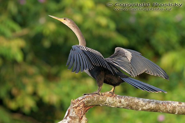 Anhinga americká (Anhinga anhinga), Anhinga americká (Anhinga anhinga), Autor: Ondřej Prosický, Model aparátu: Canon EOS 20D, Objektiv Canon EF 400mm f/5.6 L USM, Přepočtené ohnisko: 640 mm, stativ Gitzo 1227 + 1377M, Clona: 5.60, Doba expozice: 1/250 s, ISO: 400, Kompenzace expozice: 0, Blesk: ne, Vytvořeno: 25. prosince 2005 7:35, řeka Rio Frio, RNVS Cano Negro (Kostarika)