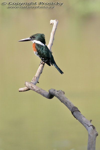 Rybařík amazonský (Chloroceryle amazona), sameček, Rybařík amazonský (Chloroceryle amazona), Amazon Kingfisher, Autor: Ondřej Prosický, Model aparátu: Canon EOS 20D, Objektiv Canon EF 400mm f/5.6 L USM, Přepočtené ohnisko: 640 mm, stativ Gitzo 1227 + 1377M, Clona: 6.30, Doba expozice: 1/200 s, ISO: 100, Kompenzace expozice: 0, Blesk: ne, Vytvořeno: 19. prosince 2005 15:27, NP Carara (Kostarika) 