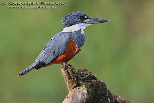 Rybařík obojkový (Megaceryle torquata), samička, Rybařík obojkový (Megaceryle torquata), Ringed Kingfisher, Autor: Ondřej Prosický, Model aparátu: Canon EOS 20D, Objektiv Canon EF 400mm f/5.6 L USM, Přepočtené ohnisko: 640 mm, stativ Gitzo 1227 + 1377M, Clona: 5.60, Doba expozice: 1/500 s, ISO: 400, Kompenzace expozice: +1/3, Blesk: ne, Vytvořeno: 25. prosince 2005 8:32, řeka Rio Frío, RNVS Cano Negro (Kostarika) 