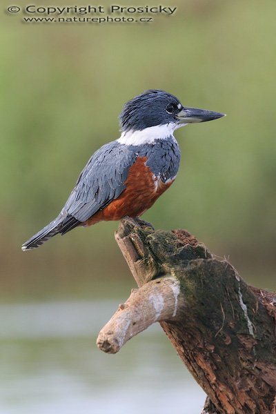 Rybařík obojkový (Megaceryle torquata), samička, Rybařík obojkový (Megaceryle torquata), Ringed Kingfisher, Autor: Ondřej Prosický, Model aparátu: Canon EOS 20D, Objektiv Canon EF 400mm f/5.6 L USM, Přepočtené ohnisko: 640 mm, stativ Gitzo 1227 + 1377M, Clona: 5.60, Doba expozice: 1/500 s, ISO: 400, Kompenzace expozice: +1/3 EV, Blesk: ne, Vytvořeno: 25. prosince 2005 8:30, řeka Rio Frío, RNVS Cano Negro (Kostarika) 