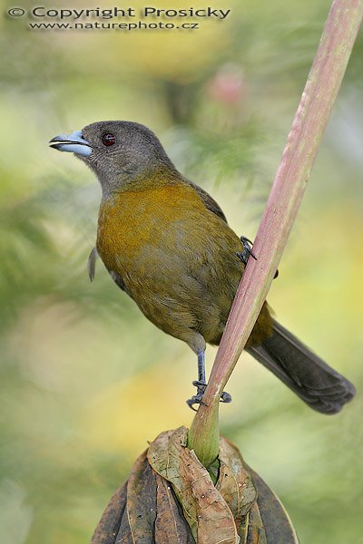 Tangara zpěvná (Ramphocelus passerinii), samička, Tangara zpěvná (Ramphocelus passerinii), Scarlet-rumped Tanager, Autor: Ondřej Prosický, Model aparátu: Canon EOS 20D, Objektiv Canon EF 400mm f/5.6 L USM, Přepočtené ohnisko: 640 mm, stativ Gitzo 1227 + 1377M, Clona: 6.30, Doba expozice: 1/250 s, ISO: 400, Kompenzace expozice: +1/3, Blesk: Ano, Vytvořeno: 25. prosince 2005 15:12, řeka Rio Frío, RNVS Cano Negro (Kostarika)