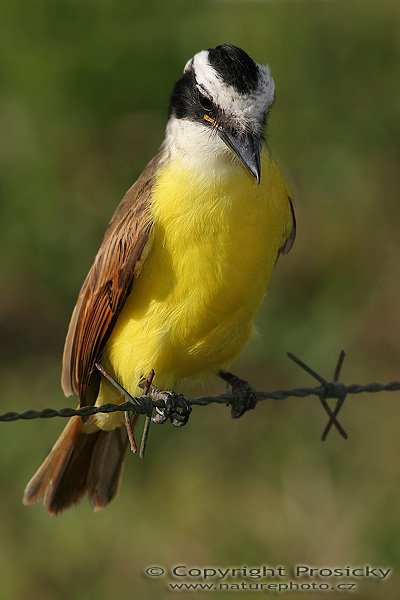 Tyran bentevi (Pitangus sulphuratus), Tyran bentevi (Pitangus sulphuratus), Great Kiskadee, Autor: Ondřej Prosický, Model aparátu: Canon EOS 20D, Objektiv Canon EF 400mm f/5.6 L USM, Přepočtené ohnisko: 640 mm, stativ Gitzo 1227 + 1377M, Clona: 11, Doba expozice: 1/250 s, ISO: 100, Kompenzace expozice: -2/3 EV, Blesk: ne, Vytvořeno: 25. prosince 2005 17:002, řeka Rio Frío, RNVS Cano Negro (Kostarika)