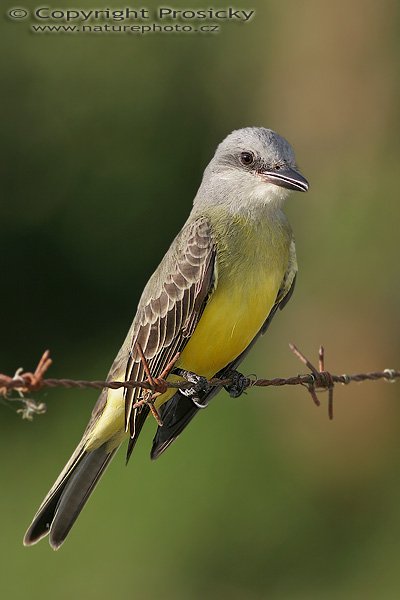 Tyran tropický (Tyrannus melancholicus), Tyran tropický (Tyrannus melancholicus), Tropical Kingbird, Autor: Ondřej Prosický, Model aparátu: Canon EOS 20D, Objektiv Canon EF 400mm f/5.6 L USM, Přepočtené ohnisko: 640 mm, stativ Gitzo 1227 + 1377M, Clona: 7.10, Doba expozice: 1/250 s, ISO: 100, Kompenzace expozice: -2/3, Blesk: Ano, Vytvořeno: 25. prosince 2005 17:00, RNVS Cano Negro (Kostarika)