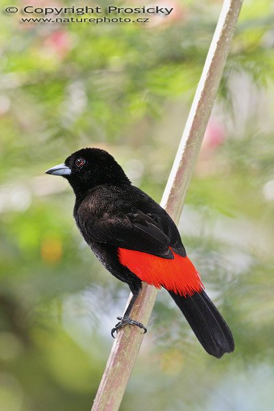 Tangara zpěvná (Ramphocelus passerinii), sameček, Tangara zpěvná (Ramphocelus passerinii), Scarlet-rumped Tanager, Autor: Ondřej Prosický, Model aparátu: Canon EOS 20D, Objektiv Canon EF 400mm f/5.6 L USM, Přepočtené ohnisko: 640 mm, stativ Gitzo 1227 + 1377M, Clona: 7.10, Doba expozice: 1/250 s, ISO: 400, Kompenzace expozice: -2/3 EV, Blesk: Ano, Vytvořeno: 25. prosince 2005 17:00, RNVS Cano Negro (Kostarika)