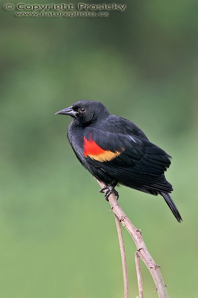 Vlhovec jihoamerický (Sturnella militari), Vlhovec jihoamerický (Sturnella militari), Red-winged Blackbird, Autor: Ondřej Prosický, Model aparátu: Canon EOS 20D, Objektiv Canon EF 400mm f/5.6 L USM, Přepočtené ohnisko: 640 mm, stativ Gitzo 1227 + 1377M, Clona: 7.10, Doba expozice: 1/50 s, ISO: 100, Kompenzace expozice: +1/3, Blesk: Ano, Vytvořeno: 26. prosince 2005 8:45, řeka Rio Frío, RNVS Cano Negro (Kostarika)