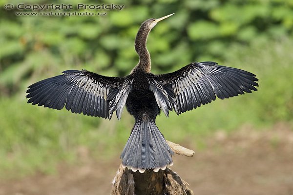 Anhinga americká (Anhinga anhinga), Anhinga americká (Anhinga anhinga), Autor: Ondřej Prosický, Model aparátu: Canon EOS 20D, Objektiv Canon EF 400mm f/5.6 L USM, Přepočtené ohnisko: 640 mm, stativ Gitzo 1227 + 1377M, Clona: 5.60, Doba expozice: 1/800 s, ISO: 200, Kompenzace expozice: 0, Blesk: ne, Vytvořeno: 25. prosince 2005 8:30, řeka Rio Frío, RNVS Cano Negro (Kostarika)