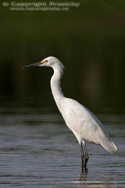 Volavka bělostná (Egretta thula), Volavka bělostná (Egretta thula), Snowy Egret, Autor: Ondřej Prosický, Model aparátu: Canon EOS 20D, Objektiv Canon EF 400mm f/5.6 L USM, Přepočtené ohnisko: 640 mm, stativ Gitzo 1227 + 1377M, Clona: 5.60, Doba expozice: 1/2000 s, ISO: 200, Kompenzace expozice: +1/3 EV, Blesk: ne, Vytvořeno: 25. prosince 2005 9:18, RNVS Cano Negro (Kostarika)