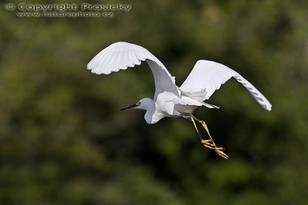 Volavka bělostná (Egretta thula), Volavka bělostná (Egretta thula), Snowy Egret, Autor: Ondřej Prosický, Model aparátu: Canon EOS 20D, Objektiv Canon EF 400mm f/5.6 L USM, Přepočtené ohnisko: 640 mm, fotografováno z ruky, Clona: 6.30, Doba expozice: 1/2000 s, ISO: 400, Kompenzace expozice: 0 EV, Blesk: ne, Vytvořeno: 25. prosince 2005 9:27, řeka Rio Frío, RNVS Cano Negro (Kostarika)