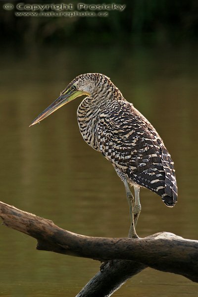 Bukač středoamerický (Tigrisoma mexicanum), nedospělý, Bukač středoamerický (Tigrisoma mexicanum), Bare-throated Tiger-heron, Autor: Ondřej Prosický, Model aparátu: Canon EOS 20D, Objektiv Canon EF 400mm f/5.6 L USM, Přepočtené ohnisko: 640 mm, stativ Gitzo 1227 + 1377M, Clona: 6.30, Doba expozice: 1/250 s, ISO: 100, Kompenzace expozice: -1 EV, Blesk: Ano, Vytvořeno: 26. prosince 2005 8:53, řeka Rio Frío, RNVS Cano Negro (Kostarika)