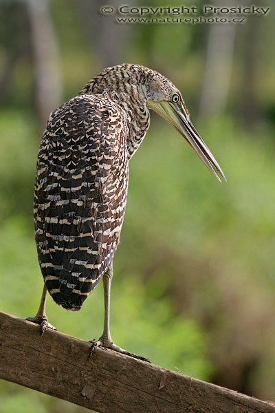 Bukač středoamerický (Tigrisoma mexicanum), nedospělý, Bukač středoamerický (Tigrisoma mexicanum), Bare-throated Tiger-Heron, Autor: Ondřej Prosický, Model aparátu: Canon EOS 20D, Objektiv Canon EF 400mm f/5.6 L USM, Přepočtené ohnisko: 640 mm, stativ Gitzo 1227 + 1377M, Clona: 7.10, Doba expozice: 1/250 s, ISO: 100, Kompenzace expozice: 0V, Blesk: Ano, Vytvořeno: 26. prosince 2005 9:01, řeka Rio Frío, RNVS Cano Negro (Kostarika)