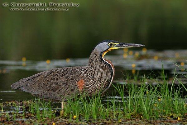 Bukač středoamerický (Tigrisoma mexicanum), Bukač středoamerický (Tigrisoma mexicanum), Bare-throated Tiger-Heron, Autor: Ondřej Prosický, Model aparátu: Canon EOS 20D, Objektiv Canon EF 400mm f/5.6 L USM, Přepočtené ohnisko: 640 mm, stativ Gitzo 1227 + 1377M, Clona: 6.30, Doba expozice: 1/250 s, ISO: 100, Kompenzace expozice: 0 EV, Blesk: ne, Vytvořeno: 26. prosince 2005 8:36, řeka Rio Frío, RNVS Cano Negro (Kostarika)