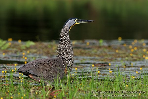 Bukač středoamerický (Tigrisoma mexicanum), Bukač středoamerický (Tigrisoma mexicanum), Bare-throated Tiger-Heron, Autor: Ondřej Prosický, Model aparátu: Canon EOS 20D, Objektiv Canon EF 400mm f/5.6 L USM, Přepočtené ohnisko: 640 mm, stativ Gitzo 1227 + 1377M, Clona: 7.10, Doba expozice: 1/200 s, ISO: 100, Kompenzace expozice: +1/3 EV, Blesk: ne, Vytvořeno: 26. prosince 2005 8:39, řeka Rio Frío, RNVS Cano Negro (Kostarika)