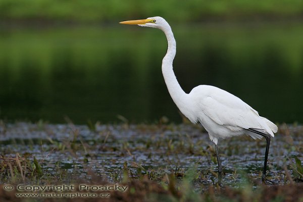 Volavka bílá (Egretta alba), Volavka bílá (Egretta alba), Great Egret, Autor: Ondřej Prosický, Model aparátu: Canon EOS 20D, Objektiv Canon EF 400mm f/5.6 L USM, Přepočtené ohnisko: 640 mm, stativ Gitzo 1227 + 1377M, Clona: 5.60, Doba expozice: 1/250 s, ISO: 200, Kompenzace expozice: 0, Blesk: ne, Vytvořeno: 26. prosince 2005 8:02, řeka Rio Frío, RNVS Cano Negro (Kostarika)