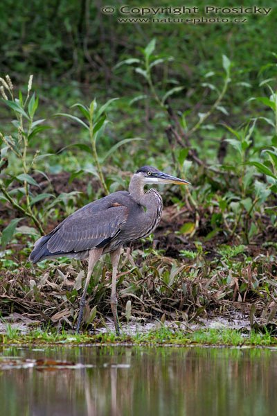 Volavka velká (Ardea herodias), Volavka velká (Ardea herodias), Great Blue Heron, Autor: Ondřej Prosický, Model aparátu: Canon EOS 20D, Objektiv Canon EF 400mm f/5.6 L USM, Přepočtené ohnisko: 640 mm, stativ Gitzo 1227 + 1377M, Clona: 6.30, Doba expozice: 1/200 s, ISO: 400, Kompenzace expozice: 0, Blesk: ne, Vytvořeno: 26. prosince 2005 16:24, řeka Rio Frío, RNVS Cano Negro (Kostarika)