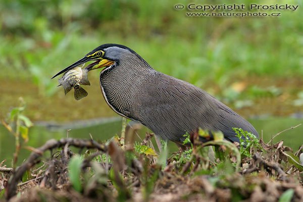 Bukač středoamerický (Tigrisoma mexicanum), s úlovkem, Bukač středoamerický (Tigrisoma mexicanum), Bare-throated Tiger-Heron, Autor: Ondřej Prosický, Model aparátu: Canon EOS 20D, Objektiv Canon EF 400mm f/5.6 L USM, Přepočtené ohnisko: 640 mm, stativ Gitzo 1227 + 1377M, Clona: 7,10, Doba expozice: 1/200 s, ISO: 400, Kompenzace expozice: 0, Blesk: ne, Vytvořeno: 26. prosince 2005 16:33, řeka Rio Frío, RNVS Cano Negro (Kostarika)