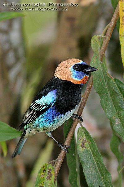 Tangara zlatolící (Tangara larvata), Tangara zlatolící (Tangara larvata), Golden-hooded Tanager, Autor: Ondřej Prosický, Model aparátu: Canon EOS 20D, Objektiv Canon EF 400mm f/5.6 L USM, Přepočtené ohnisko: 640 mm, stativ Gitzo 1227 + 1377M, Clona: 5.60, Doba expozice: 1/200 s, ISO: 400, Kompenzace expozice: 0, Blesk: ne, Vytvořeno: 26. prosince 2005 12:38, RNVS Cano Negro (Kostarika)