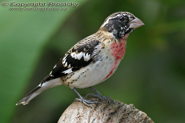 Kardinál růžovoprsý (Pheucticus ludovicianus), Kardinál růžovoprsý (Pheucticus ludovicianus), Rose-breasted Grosbeak, Autor: Ondřej Prosický, Model aparátu: Canon EOS 20D, Objektiv Canon EF 400mm f/5.6 L USM, Přepočtené ohnisko: 640 mm, stativ Gitzo 1227 + 1377M, Clona: 6.30, Doba expozice: 1/250 s, ISO: 400, Kompenzace expozice: 0, Blesk: ne, Vytvořeno: 29. prosince 2005 12:17, La Paz Waterfall Garden (Kostarika)