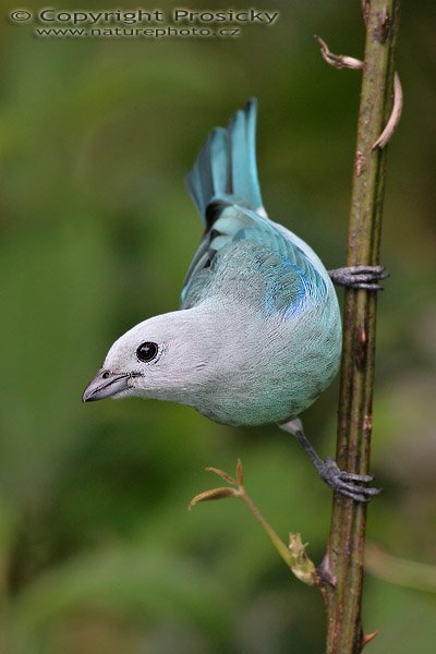 Tangara modrá (Thraupis episcopus), Tangara modrá (Thraupis episcopus), Blue-gray Tanager, Autor: Ondřej Prosický, Model aparátu: Canon EOS 20D, Objektiv Canon EF 400mm f/5.6 L USM, Přepočtené ohnisko: 640 mm, stativ Gitzo 1227 + 1377M, Clona: 6.30, Doba expozice: 1/250 s, ISO: 200, Kompenzace expozice: 0, Blesk: ne, Vytvořeno: 29. prosince 2005 12:32, La Paz Waterfall Garden (Kostarika)