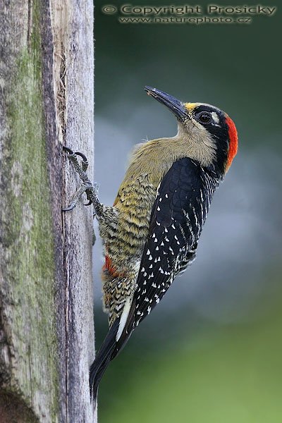 Datel černolící (Melanerpes pucherani), Datel černolící (Melanerpes pucherani), Black-cheeked Woodpecker, Autor: Ondřej Prosický, Model aparátu: Canon EOS 20D, Objektiv Canon EF 400mm f/5.6 L USM, Přepočtené ohnisko: 640 mm, stativ Gitzo 1227 + 1377M, Clona: 5.60, Doba expozice: 1/250 s, ISO: 200, Kompenzace expozice: 0, Blesk: Ano, Vytvořeno: 26. prosince 2005 10:58, RNVS Cano Negro (Kostarika)