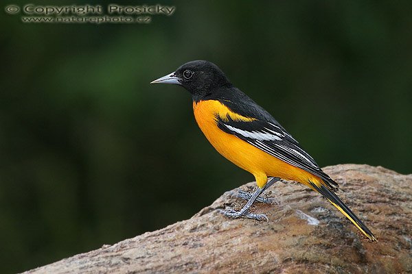 Vlhovec baltimorský (Icterus galbula), Vlhovec baltimorský (Icterus galbula), Northern Oriole, Autor: Ondřej Prosický, Model aparátu: Canon EOS 20D, Objektiv Canon EF 400mm f/5.6 L USM, Přepočtené ohnisko: 640 mm, stativ Gitzo 1227 + 1377M, Clona: 6.30, Doba expozice: 1/250 s, ISO: 200, Kompenzace expozice: 0, Blesk: Ano, Vytvořeno: 29. prosince 2005 11:59, La Paz Waterfall Garden (Kostarika)