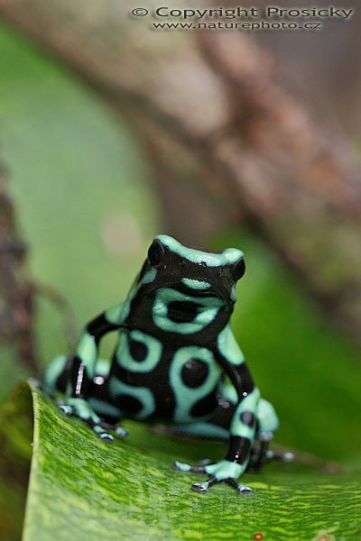 Pralesnička batiková (Dendrobates auratus), Pralesnička batiková (Dendrobates auratus), Black and Green Dart Frog, Autor: Ondřej Prosický, Model aparátu: Canon EOS 20D, Objektiv: Canon EF 100mm f/2.8 Macro USM, fotografováno z ruky, Režim měření expozice: Vzorek, Clona: 5.00, Doba expozice: 1/80 s, ISO: 800, Vyvážení expozice: -1/3 EV, Blesk: Ano, vestavěný, s rozptilkou, Vytvořeno: 12. prosince 2005 10:20, La Paz (Kostarika)