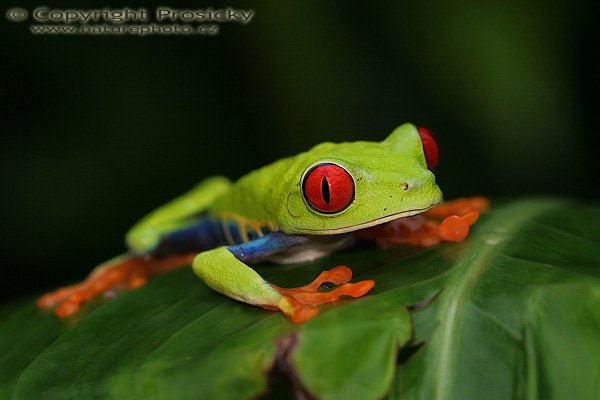 Listovnice červenooká (Agalychnis callidryas), Listovnice červenooká (Agalychnis callidryas), Gaudy Leaf Frog, Autor: Ondřej Prosický, Model aparátu: Canon EOS 20D, Objektiv: Canon EF 100mm f/2.8 Macro USM, fotografováno z ruky, Režim měření expozice: Vzorek, Clona: 5.60, Doba expozice: 1/200 s, ISO: 800, Vyvážení expozice: 0.00, Blesk: Ano, vestavěný, s rozptylkou, Vytvořeno: 12. prosince 2005, La Paz (Kostarika)