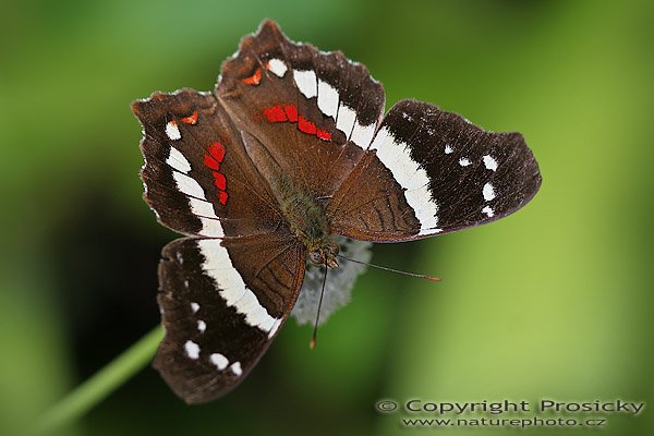  Banded Peacock (Anartia fatima), Banded Peacock (Anartia fatima), Autor: Ondřej Prosický, Model aparátu: Canon EOS 20D, Objektiv: Canon EF 100mm f/2.8 Macro USM, fotografováno z ruky, Režim měření expozice: Vzorek, Clona: 4.00, Doba expozice: 1/200 s, ISO: 200, Vyvážení expozice: 0, Blesk: Ne, Vytvořeno: 13. prosince 2005 11:49, Lancaster, Cartago (Kostarika)