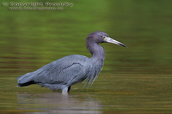 Volavka modrošedá (Egretta caerulea), Volavka modrošedá (Egretta caerulea), Little Blue Heron, Autor: Ondřej Prosický, Model: Canon EOS 20D, Objektiv Canon EF 400mm f/5.6 L USM, stativ Gitzo 1227 + 1377M, Clona: 5.60, Doba expozice: 1/200 s, ISO: 100, Kompenzace expozice: -1/3 EV , Blesk: ne, Vytvořeno: 16. prosince 2005 10:11, delta řeky Rio Baru u Dominical (Kostarika)